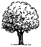 arbre